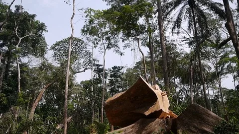 Wood log in a forest clearing Stock Footage 80559815