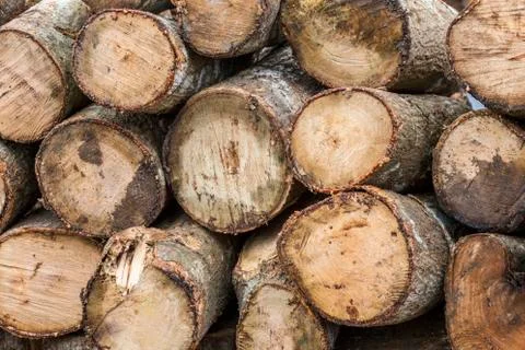 Wood log Stock Photos