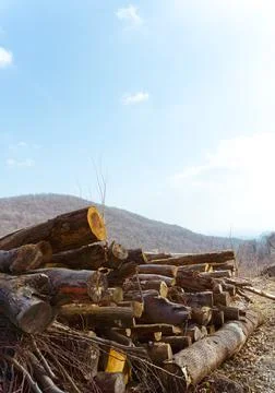 Wood log pile lying in front of a mountain view under a clear blue sunny sky Stock Photos