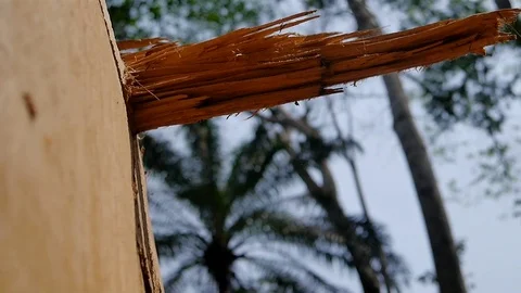 Wood log sharps in forest Stock Footage 80555922