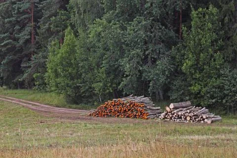 Wood log stacks Stock Photos