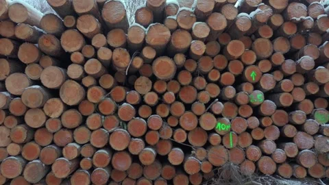 Wood Log Texture Background with Snow in Winter Stock Footage 328831334
