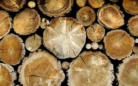 Wood Log Texture Background with Tree Rings and Rustic Timber Stock Photos
