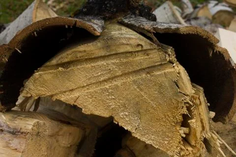 Wood log texture with bark Stock Photos