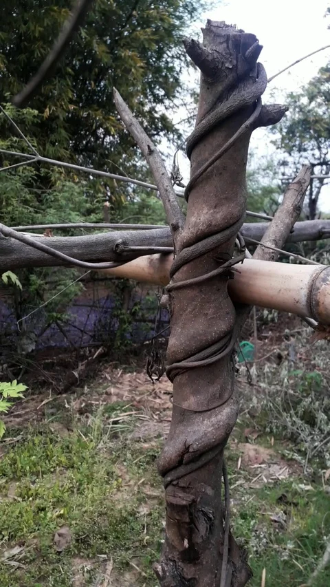 Wood log texture Video stock 126362018