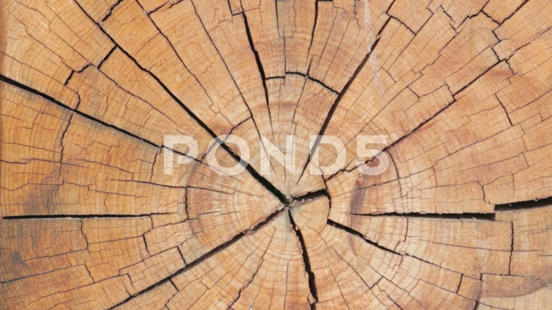 tree log texture