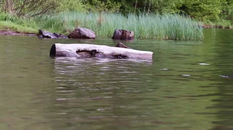 Wood log in the water flow Stock Footage 63378472