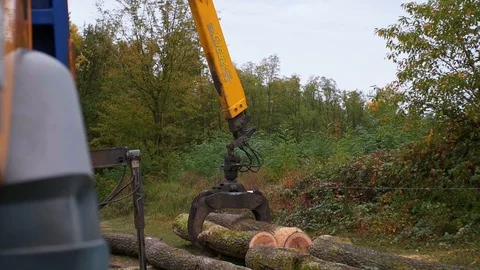 Wood Logging Vídeo Stock 128493460