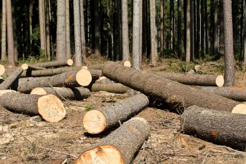 Wood logging in the forest Stock Photos
