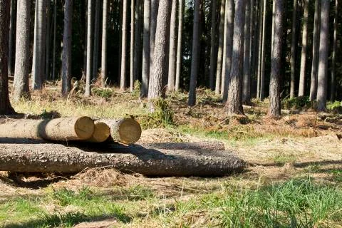 Wood logging in the forest - trees Stock Photos