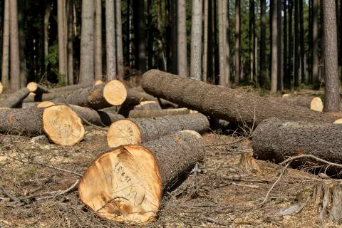 Wood logging Stock Photos