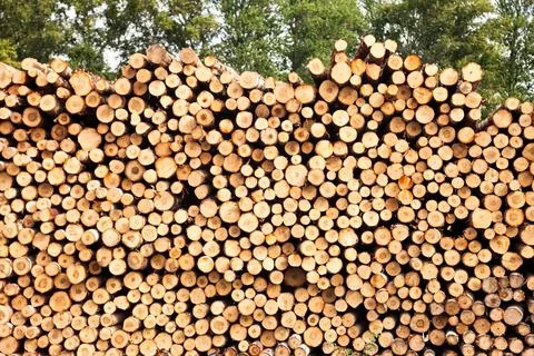 Wood logs outdoors background stack in industrial plywood factory full frame Stock-Fotos
