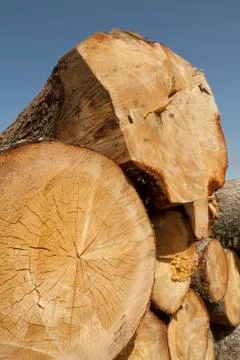 Wood logs Stock Photos