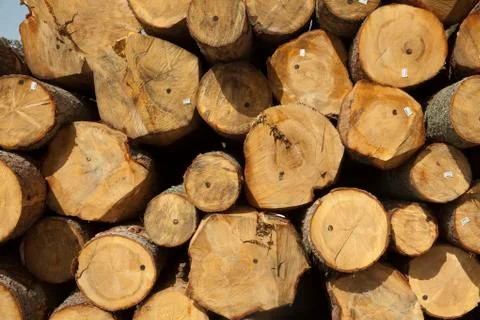 Wood logs Stock Photos