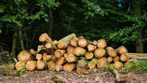 Wood logs Stock Photos