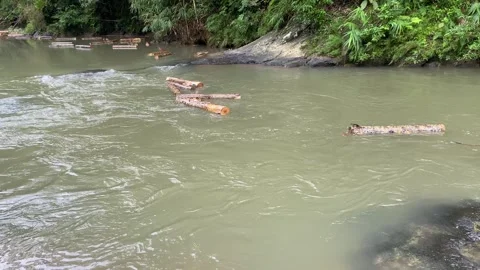 Wood logs transported through flowing river Stock Footage 312399512