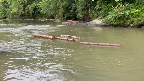 Wood logs transported through flowing river Stock Footage 312399537