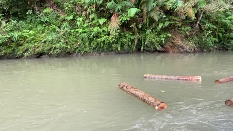 Wood logs transported through flowing river Stock Footage 312399607