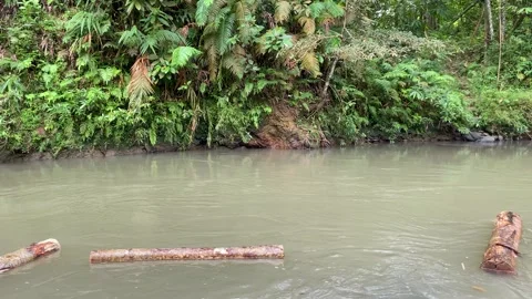 Wood logs transported through flowing river Stock Footage 312399609