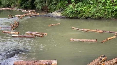 Wood logs transported through flowing river Stock Footage 312399729