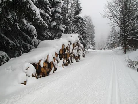 Wood logs in winter forest Foto stock