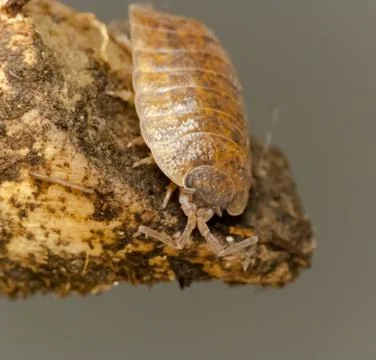 Wood louse Stock Photos