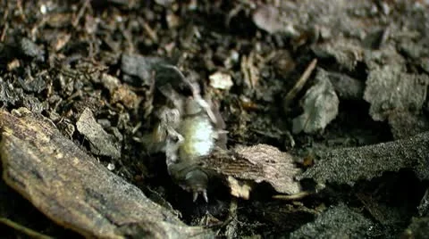 Wood Louse. Slow Motion Stock Footage 10594155