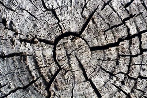 Wood macro background. Stock Photos
