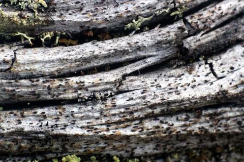 Wood macro background. Stock Photos