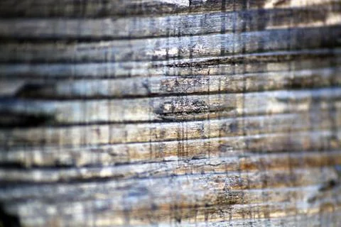 Wood macro background. Stock Photos