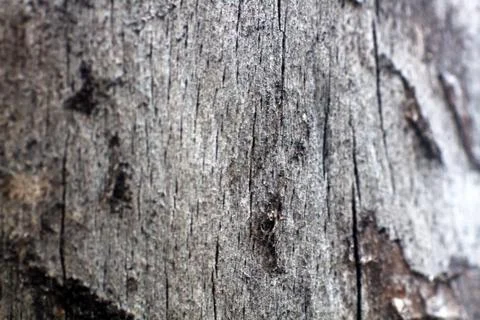 Wood macro background. Stock Photos