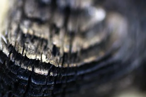 Wood macro background. Stock Photos