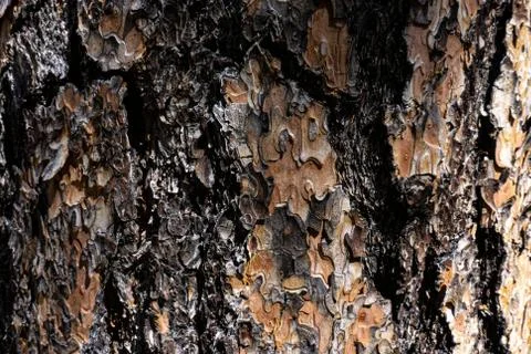 Wood macro Foto stock