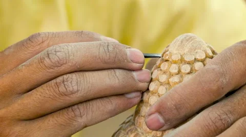Wood master is working on the details of the statue. cambodia Stock-Footage 40789935