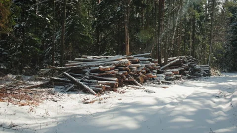 Wood material logging. Lumber-camp of pine. Mass deforestation, harvesting of Stock Footage 237333825