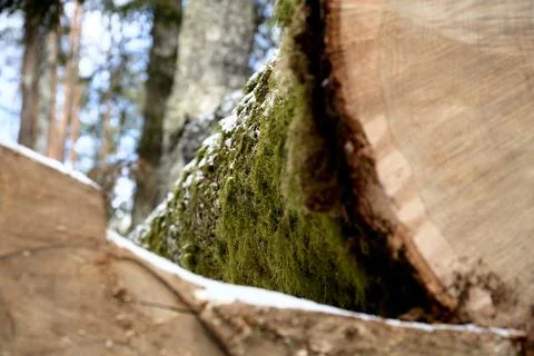 A wood material logging. Round timber stock. Lumber-camp of pine. Massive Stock Photos