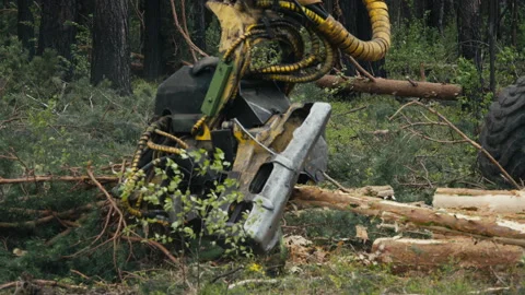Wood Material Processing By Industrial Forestry Harvester Crane Machine Stock Footage 272771572