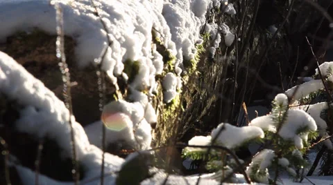Wood with moss Stock Footage 34697591