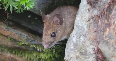 Wood Mouse (Apodemus sylvaticus) in a wall. North Wales. 動画素材 256015641