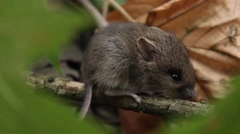 Wood mouse Stock Footage 57456018