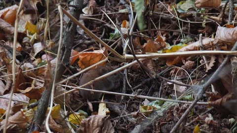 Wood mouse in forest Stock-Footage 120276151