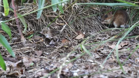 A wood mouse in front of the mouse hole Stock Footage 275017880