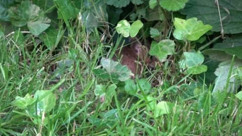 Wood Mouse Moving In Grass Stock Footage 232822540