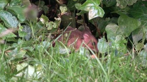 Wood Mouse Near Grass Stock Footage 232823134