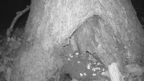 Wood mouse pulling corn, hole in tree roots, tree trunk, Ukraine 動画素材 318478661