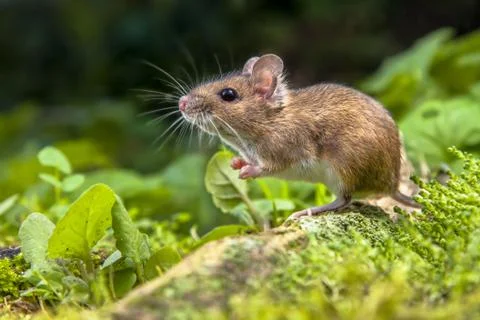 Wood mouse on root of tree Stock Photos