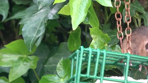 Wood Mouse On Suet Block #4 Stock Footage 232827342