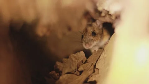 Wood mouse watching from inside underground burrow 動画素材 341667131