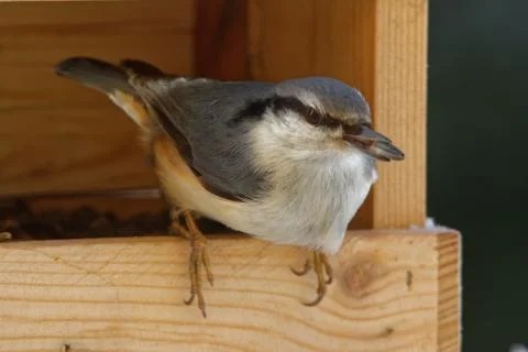 Wood nuthatch Stock Photos