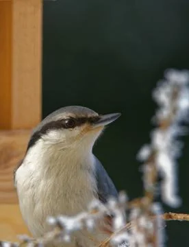 Wood nuthatch Stock Photos